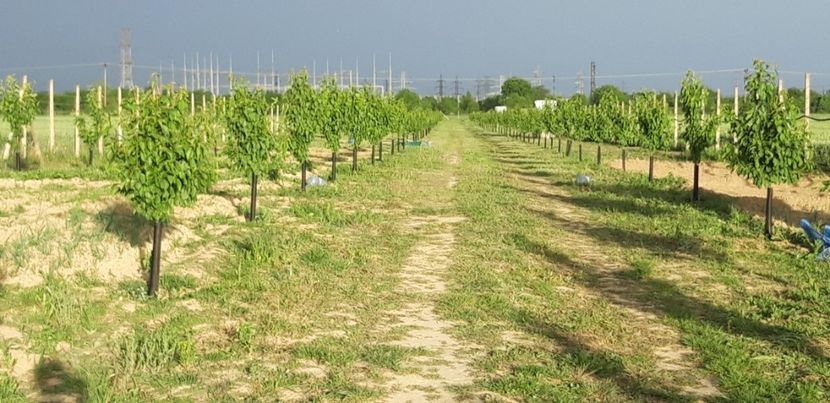  - Livada 1 anul III 2020