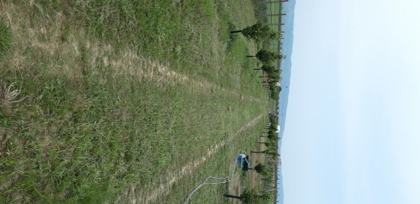  - Livada 1 anul III 2020