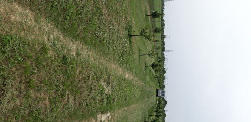  - Livada 1 anul III 2020