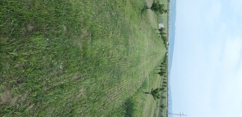  - Livada 1 anul III 2020