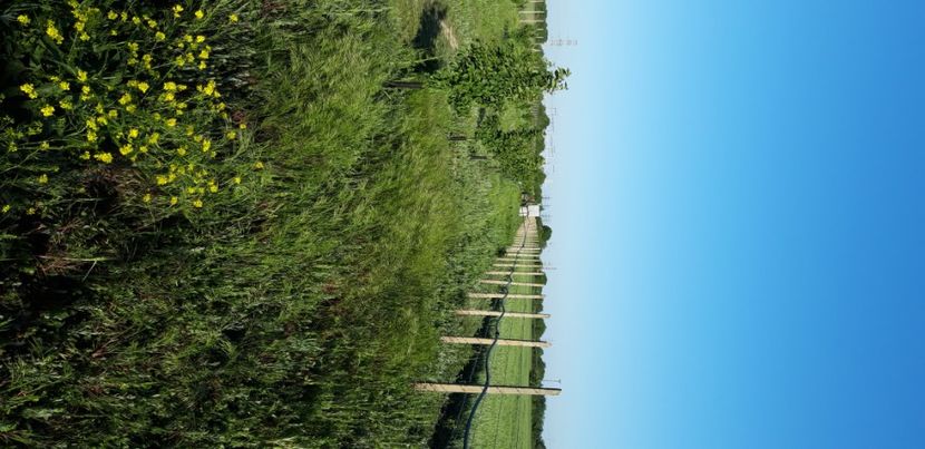  - Livada 1 anul III 2020