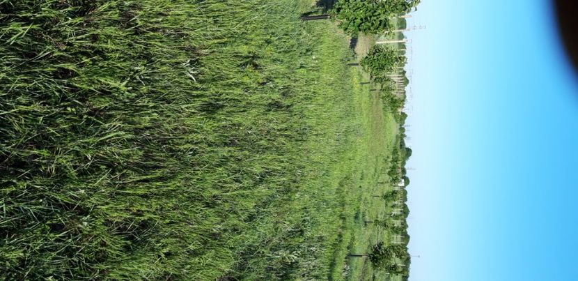  - Livada 1 anul III 2020