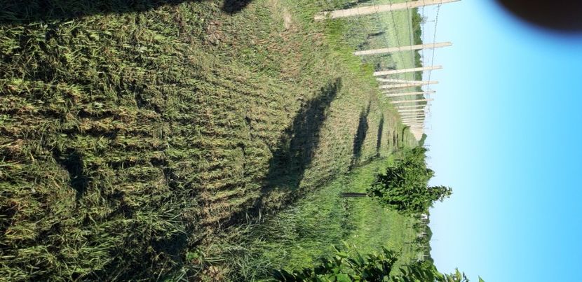  - Livada 1 anul III 2020