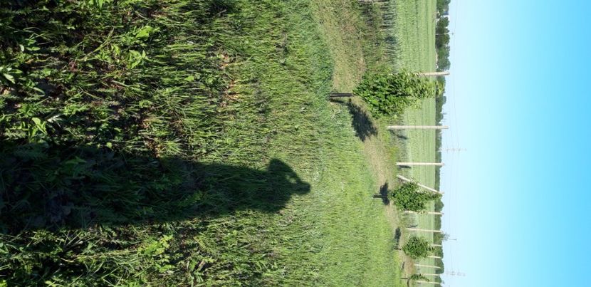  - Livada 1 anul III 2020