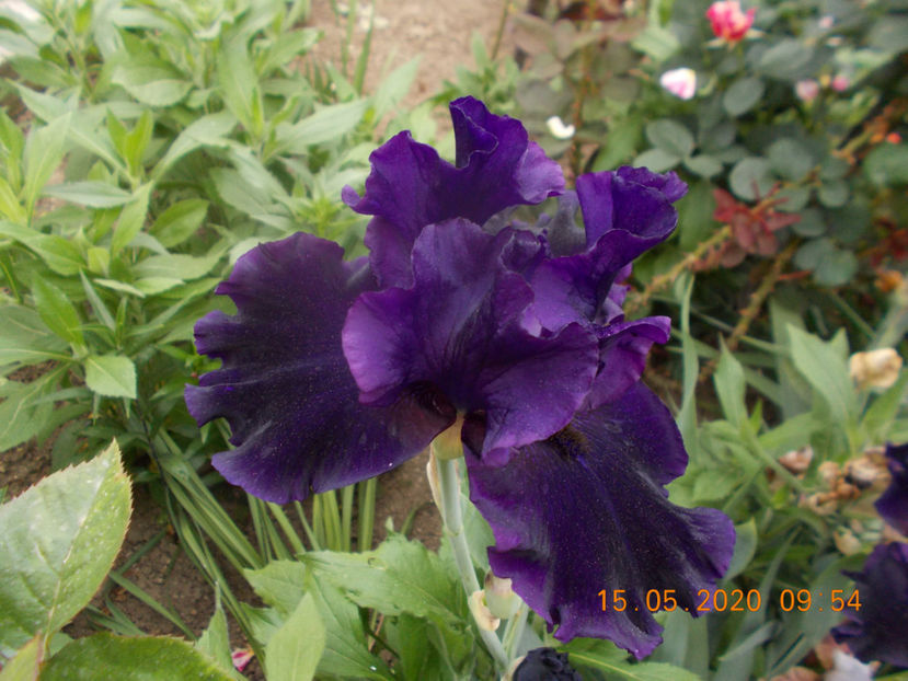 dark passion-12 - IRISI INALTI DISPONIBILI-2021