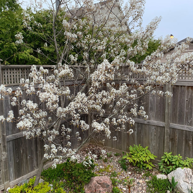  - Jurnalul gradinii 2020