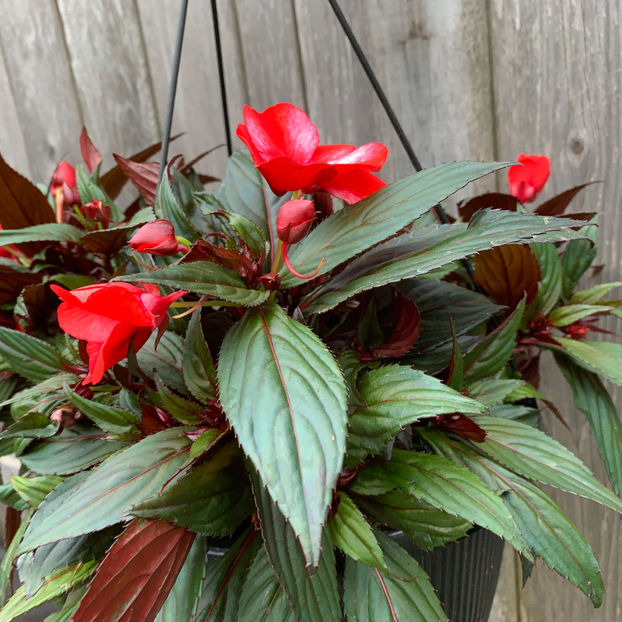  - Jurnalul gradinii 2020