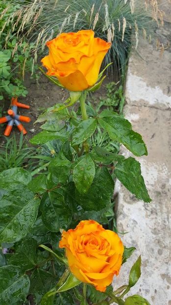  - P--GRADINA MEA