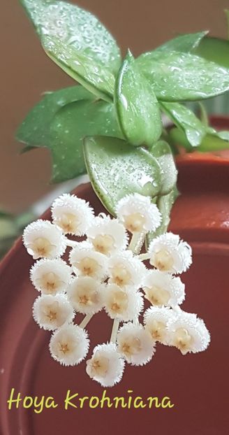  - Lacunosa - nu e Krohniana
