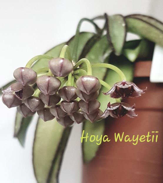  - Wayetii