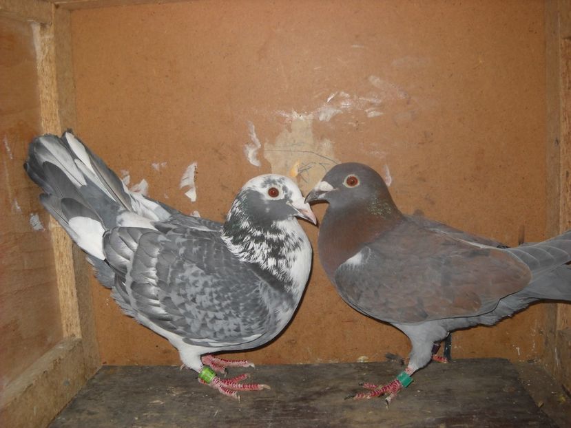  - UNDEVA IN SUCEAVA arhiva