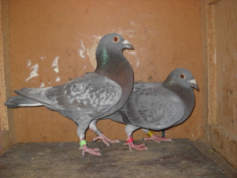  - UNDEVA IN SUCEAVA arhiva