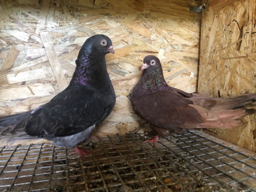 5 - 3-Perechi pana simpla 2020