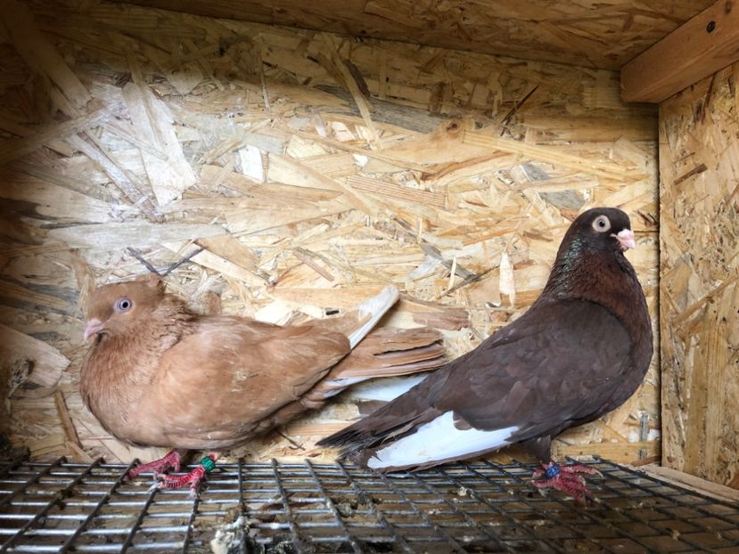 13 - 3-Perechi pana simpla 2020