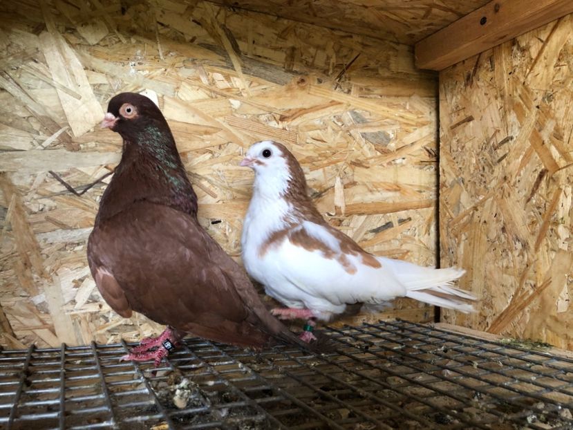 14 - 3-Perechi pana simpla 2020