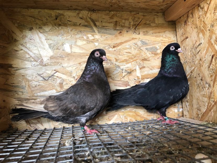 15 - 3-Perechi pana simpla 2020