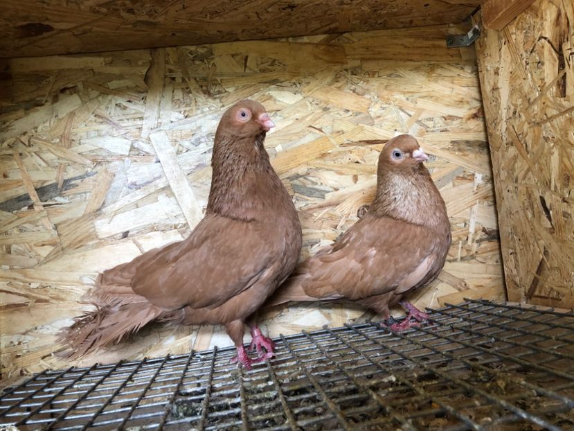 16 - 3-Perechi pana simpla 2020