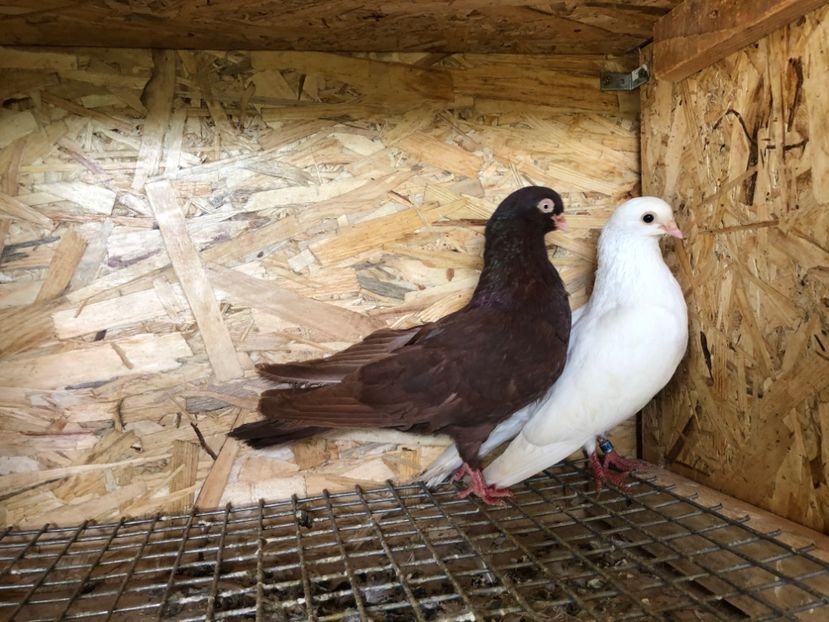 19 - 3-Perechi pana simpla 2020