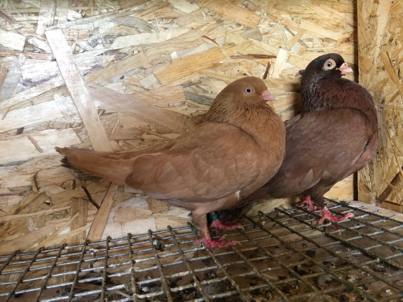 22 - 3-Perechi pana simpla 2020