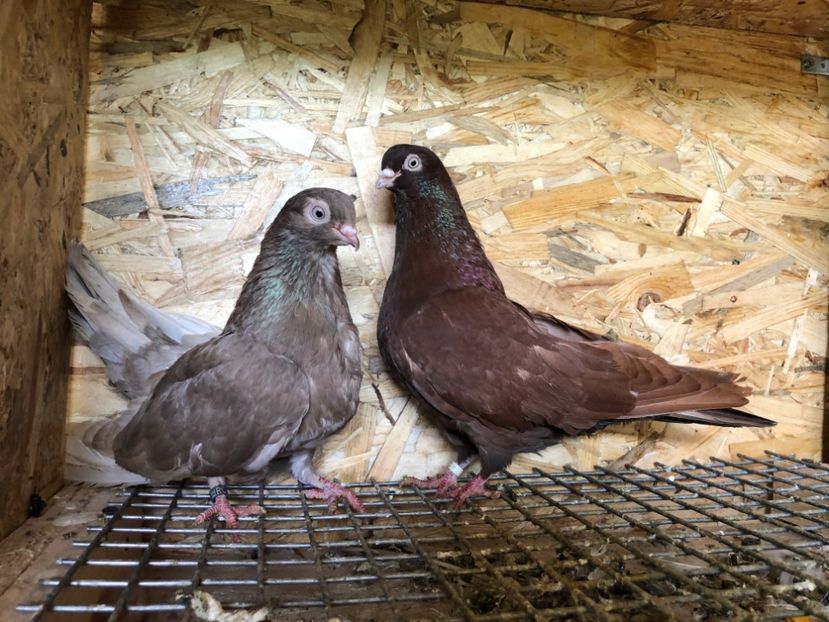 25 - 3-Perechi pana simpla 2020