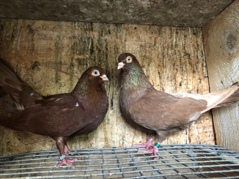 26 - 3-Perechi pana simpla 2020