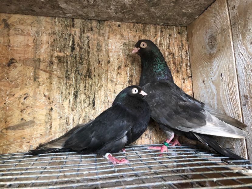 28 - 3-Perechi pana simpla 2020