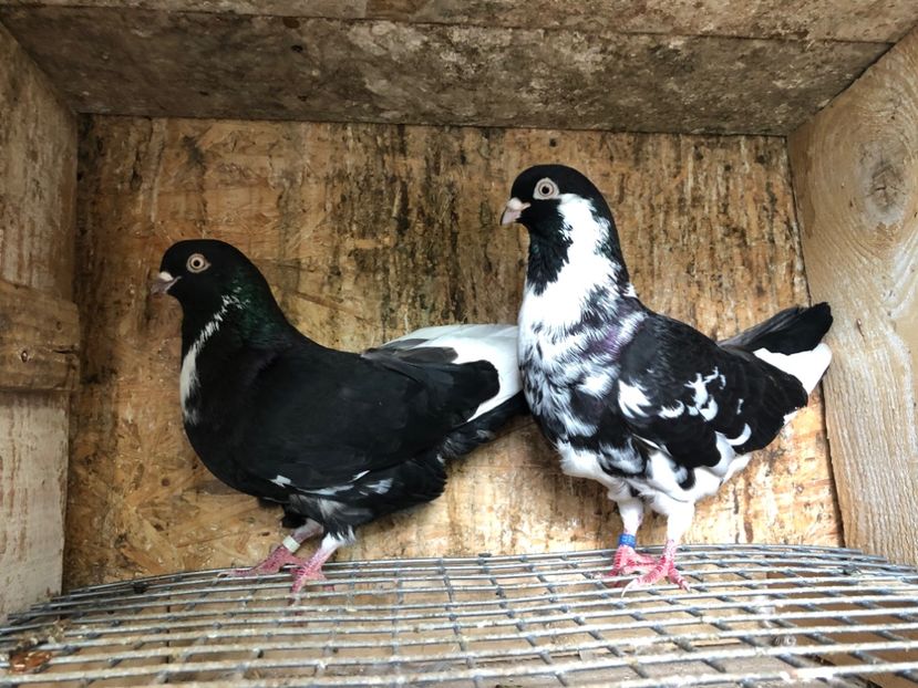 30 - 3-Perechi pana simpla 2020