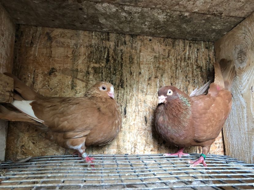 31 - 3-Perechi pana simpla 2020