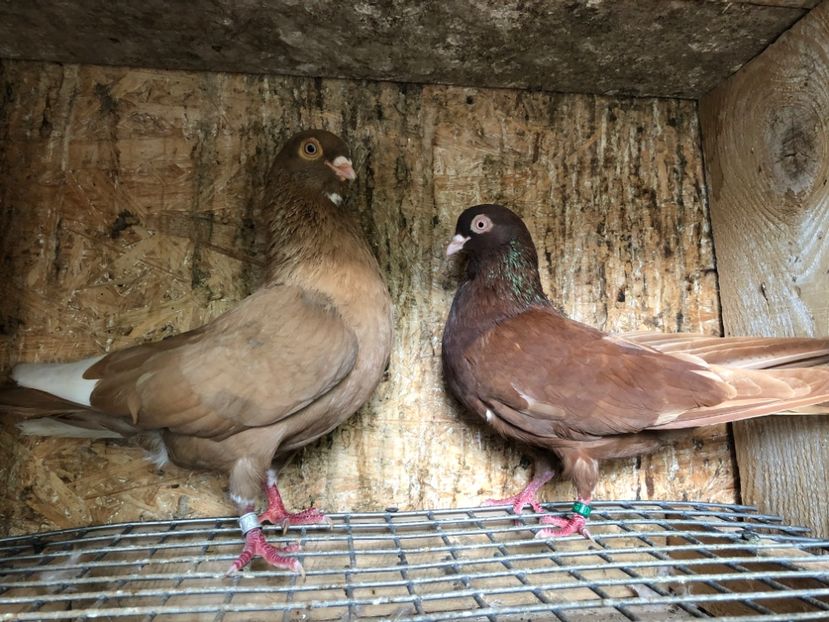 34 - 3-Perechi pana simpla 2020