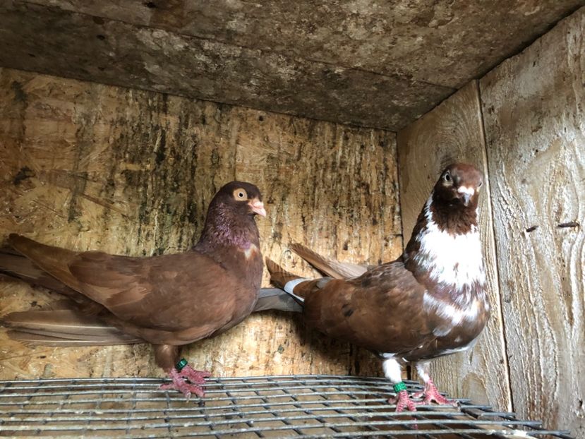 37 - 3-Perechi pana simpla 2020