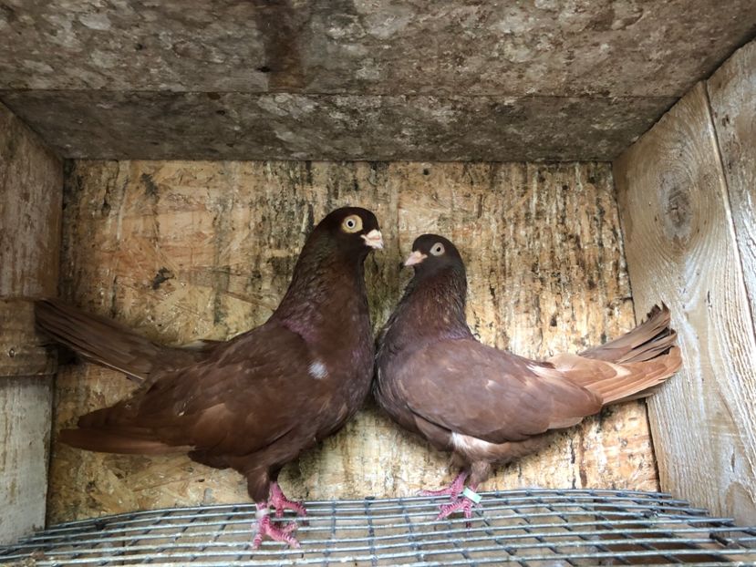 38 - 3-Perechi pana simpla 2020