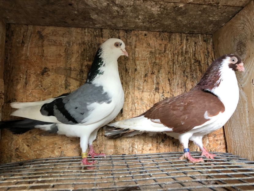 5 - 3-perechi gălățeni 2020