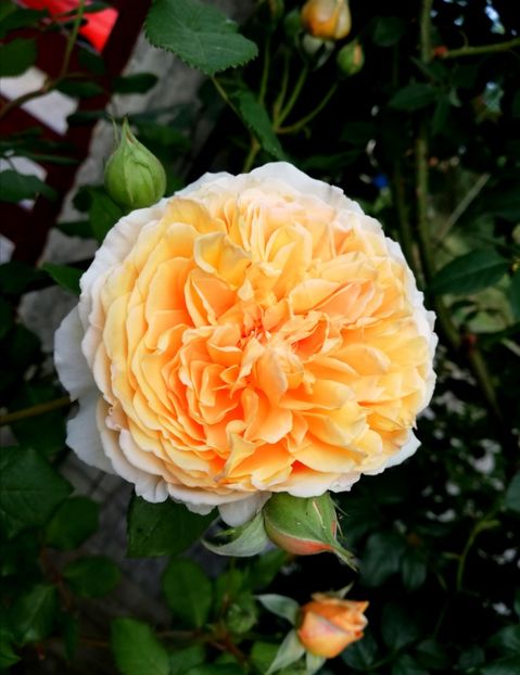  - Crown Princess Margareta