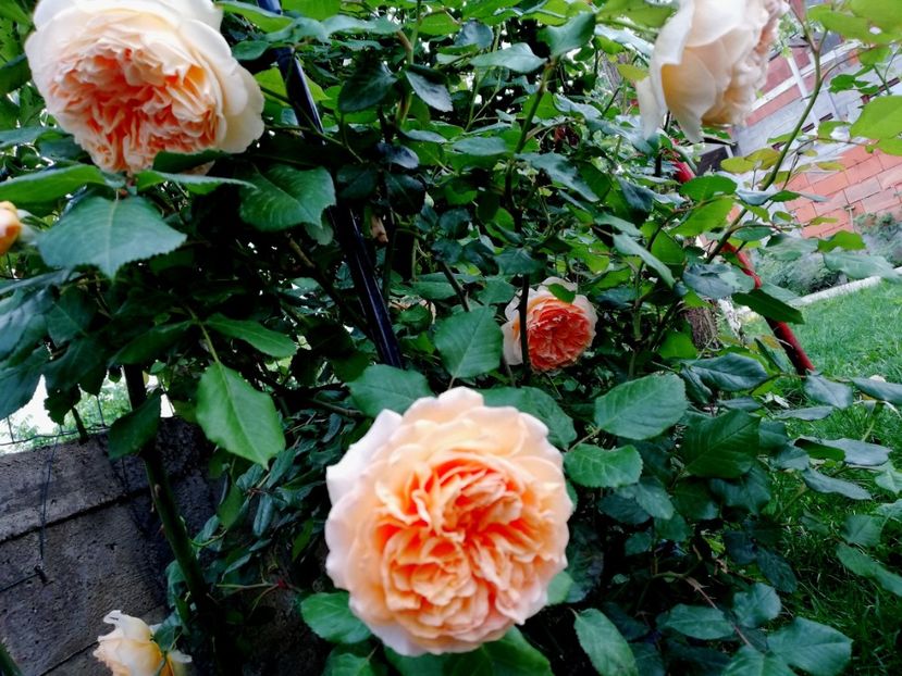  - Crown Princess Margareta