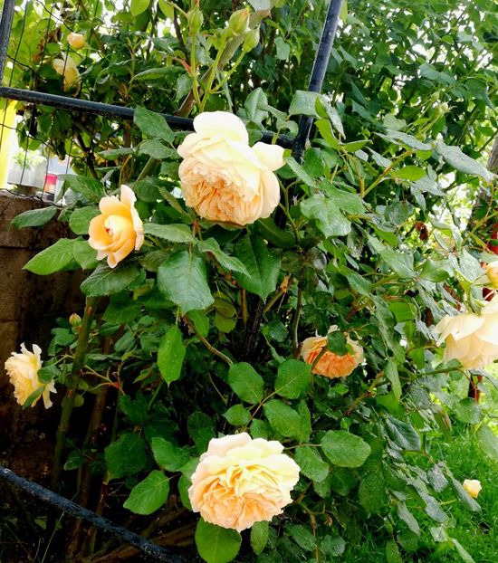  - Crown Princess Margareta