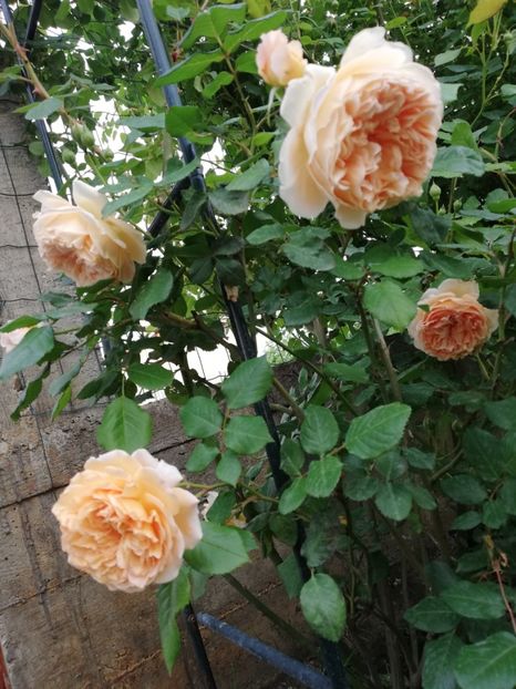  - Crown Princess Margareta