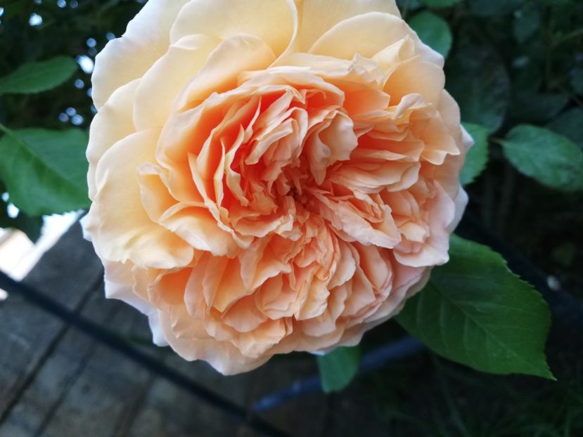  - Crown Princess Margareta