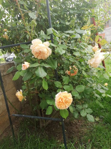  - Crown Princess Margareta