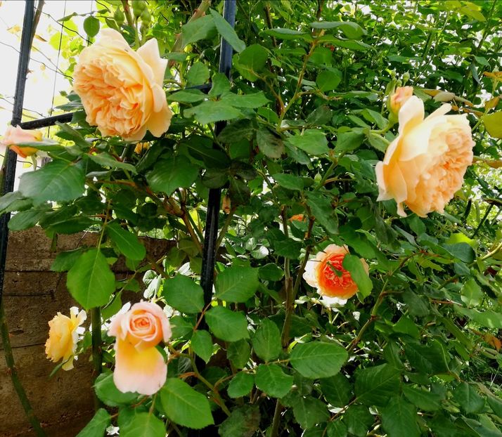  - Crown Princess Margareta