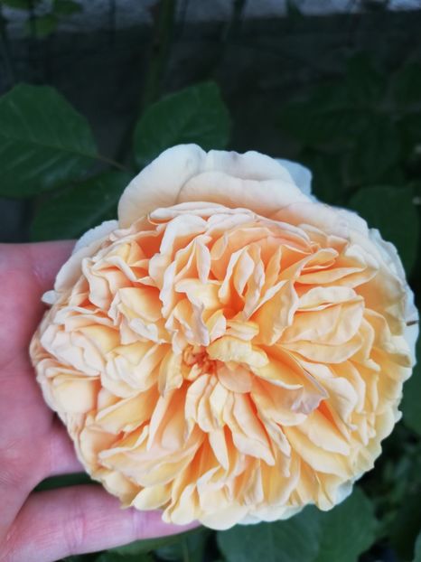  - Crown Princess Margareta