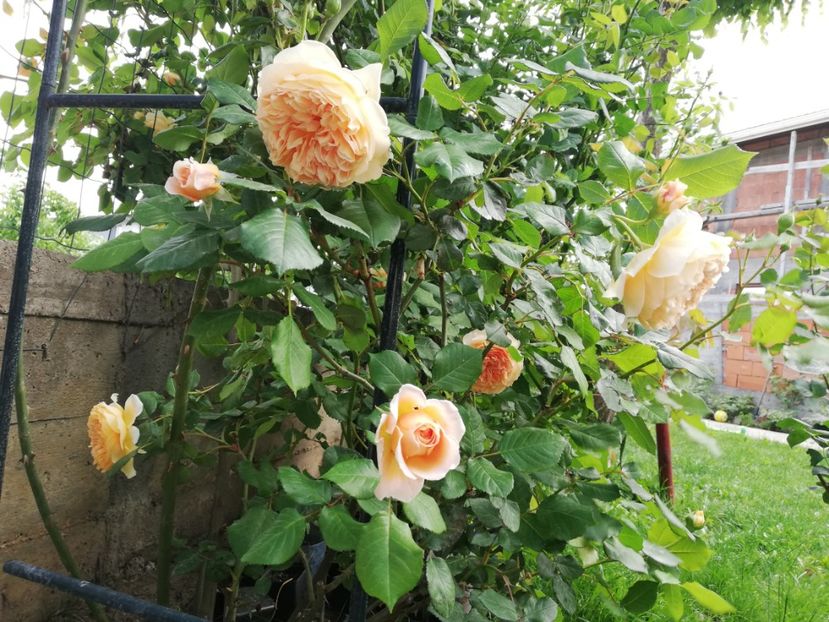  - Crown Princess Margareta