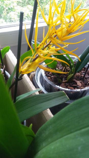 mai 2020 - Orhidee_6_mixt