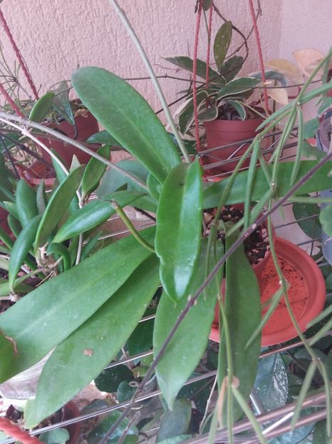 Mai 2020 - Hoya Celata