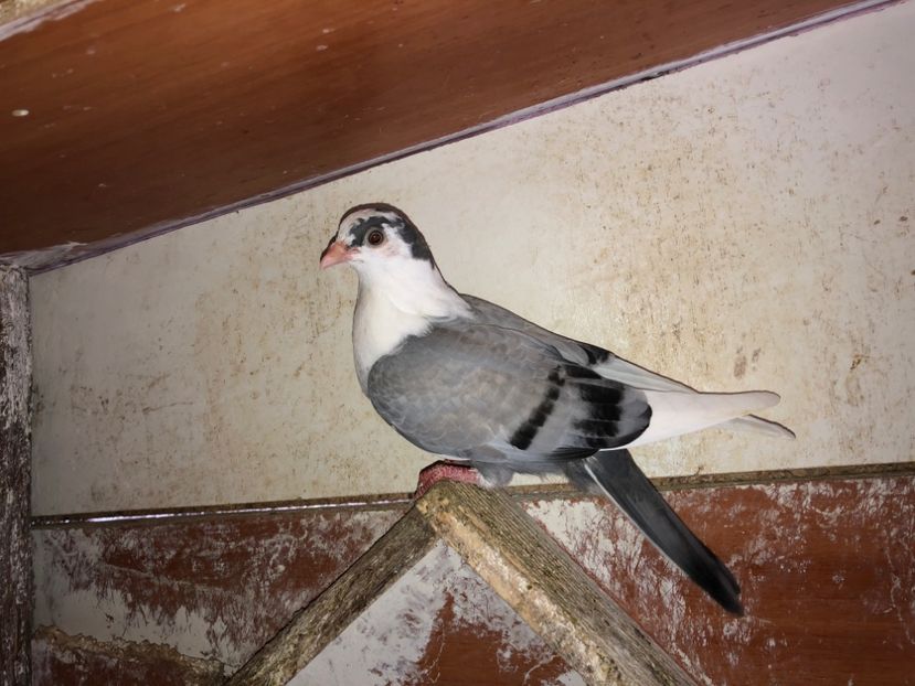 8556  mascul  2020 - Plecați ALBUM 3