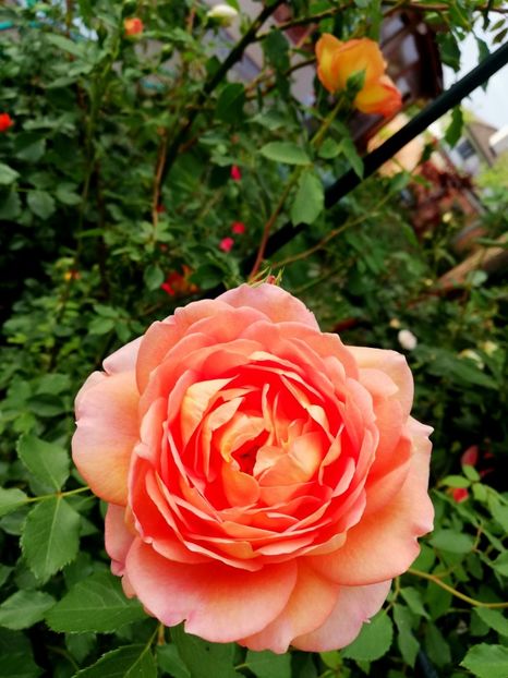  - Lady of Shallot