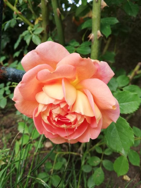  - Lady of Shallot