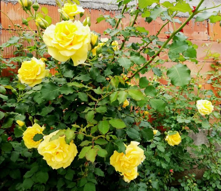  - Rimosa urcator