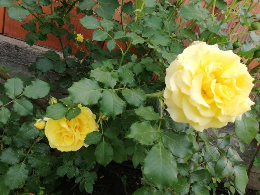  - Rimosa urcator