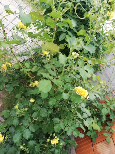  - Rimosa urcator