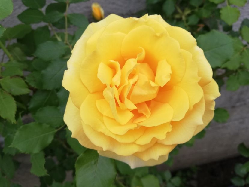  - Rimosa urcator